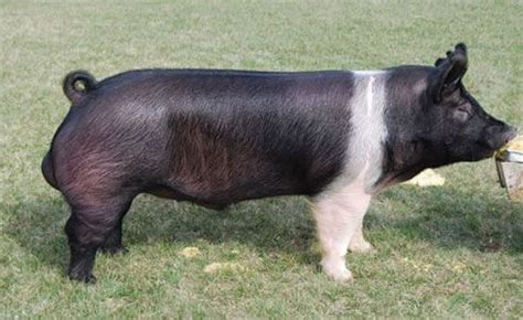 hampshire pigs | Duroc Pig Facts | livestock | Pinterest | Pigs, Hampshire and Search