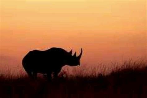 the silhouette of a rhino is shown against an orange and pink sky at ...