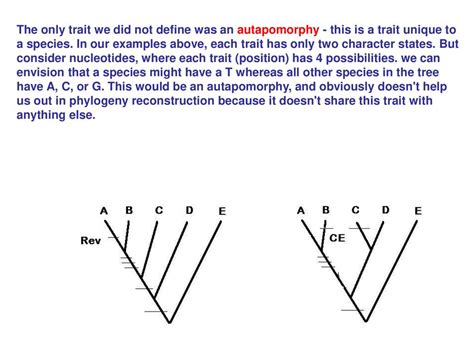 Patterns in Evolution I. Phylogenetic II. Morphological - ppt download