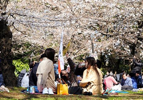 Ueno Park allows picnickers under cherry blossoms starting to bloom ...