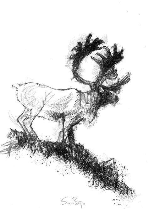 Reindeer | SeanBriggs | Reindeer drawing, Animal sketches, Animals wild