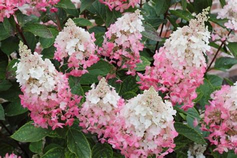 Bugás hortenzia - "Pinky Winky" - Hydrangea Panicu