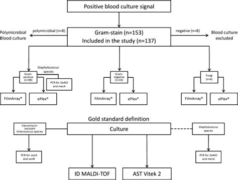 Gram Positive Test Flow Chart