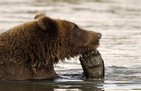 13 photos of bears acting suspiciously like humans - Cottage Life