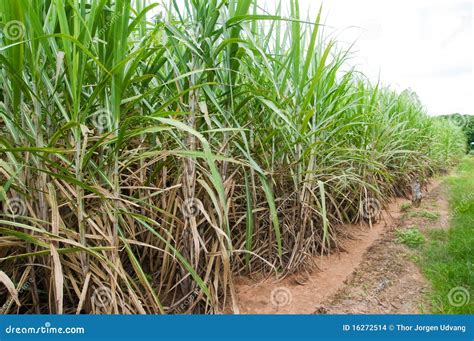 Sugar cane plantation stock photo. Image of green, flora - 16272514