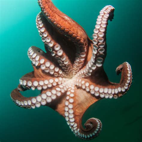 Giant Pacific Octopus - Facts and Beyond | Biology Dictionary