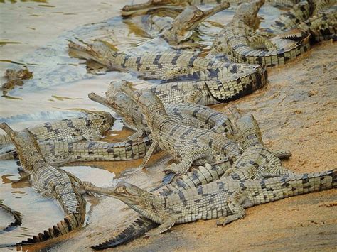 Tikarpada Crocodile Reproduction Wildlife Sanctuary, Angul, Odisha - Orissa Guide