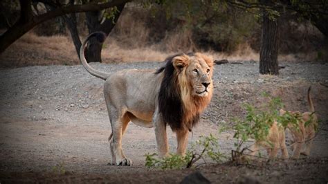 Book Gir Lion Safari Online at Gir National Park Booking