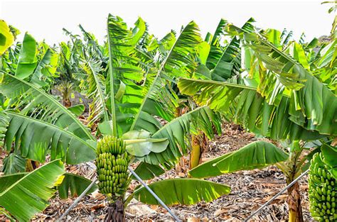 Royalty Free Banana Plantation Pictures, Images and Stock Photos - iStock