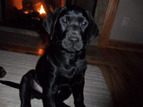 female black lab puppy - Chocolate Labs Photo (23812217) - Fanpop