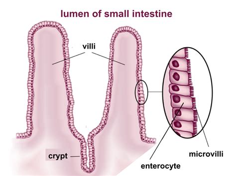 File:Villi & microvilli of small intestine.svg - Wikimedia Commons