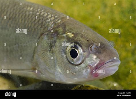 Dace fish hi-res stock photography and images - Alamy