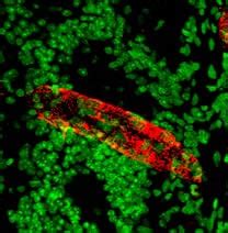 Anti-Von Willebrand Factor antibody (ab6994) | Abcam