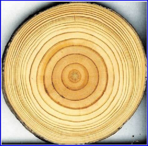 Tree Rings Age