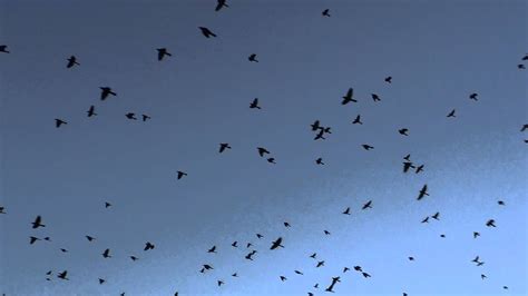 Swarm of birds near our house - YouTube