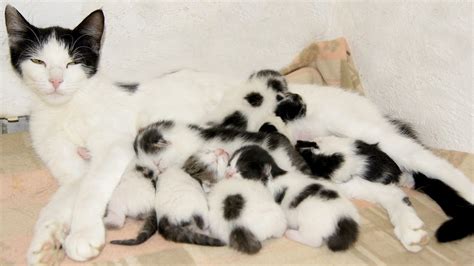 Many Cute Newborn Kittens!!! | FunnyCat.TV