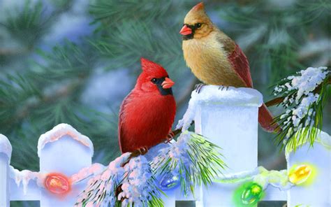 Bird Directory: Northern Cardinal of Christmas