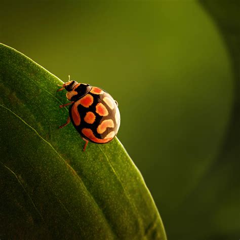 Ladybug On Green Leaf Photograph by Johan Swanepoel