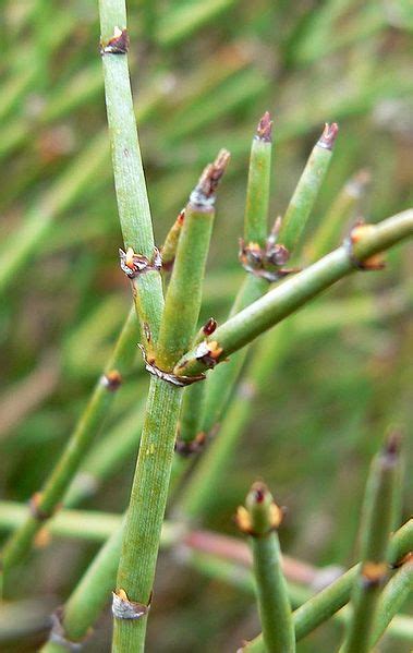 Photo #3300 | Ephedra chilensis | plant lust