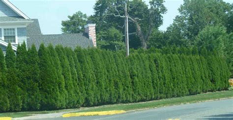 Thuja Emerald – the ultimate low maintenance hedge | Emerald green ...