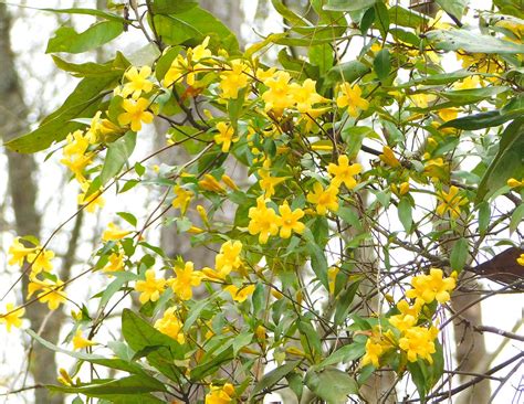 Yellow Jessamine Photograph by Robin Lord