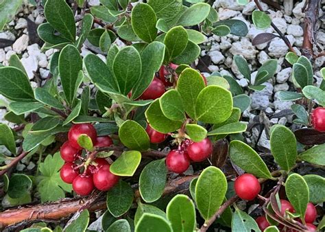 Photo #76945 | Arctostaphylos uva-ursi | plant lust