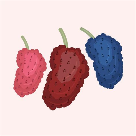 Mulberry vector illustration for graphic design and decorative element ...