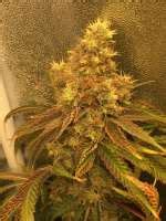 White Voodoo (Crop King Seeds) :: Cannabis Strain Gallery