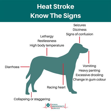 Heat Stroke In Dogs - Signs, Symptoms & Treatment