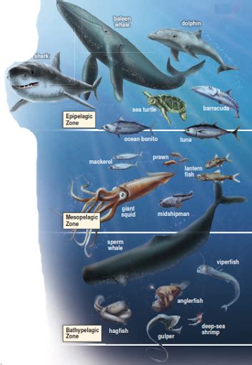 Coastal Ecosystems Border the Oceans