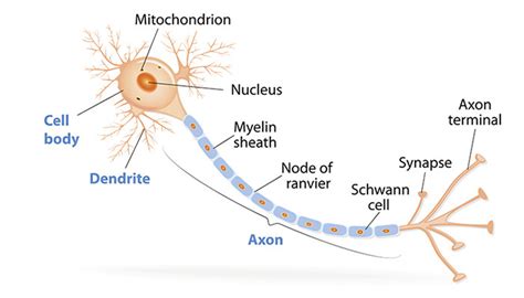 axon labeled Diagram | Quizlet