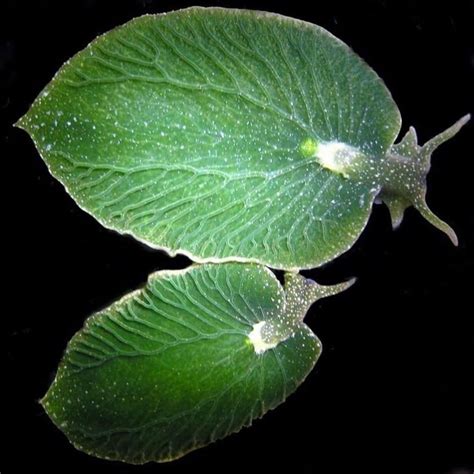 Elysia chlorotica | Sea slug, Slugs, Nature