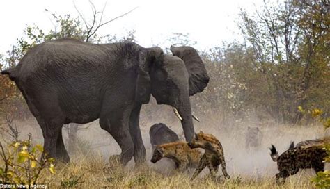 Induk Gajah ini Berhasil Selamatkan Bayinya dari Serbuan Hyena - foto Tempo.co