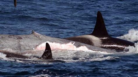 Pod of orcas captured feasting on blue whale | The Advertiser