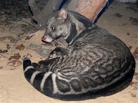 Large-spotted Civet Viverra megaspila – Palm Oil Detectives