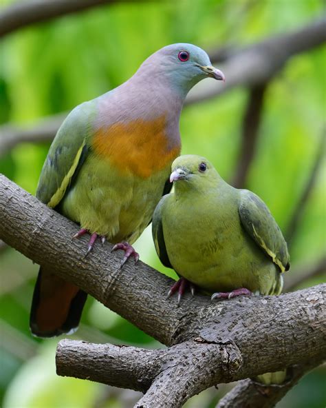 S'pore Man Finds Pigeon Nesting In House Plant, Teaches Birb To Poop Properly