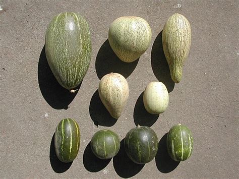 Cucurbita maxima - Wikipedia