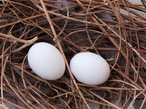 Wood Pigeon Nesting (All You Need To Know) | Bird Fact