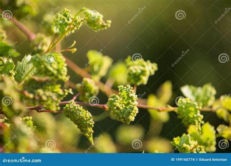 Grape Disease, Grapevine is Affected by Pests Stock Photo - Image of grapevine, leaf: 199160774
