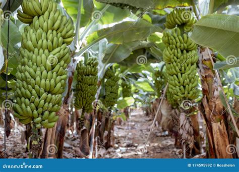 Banana Plantation with Harvest Stock Photo - Image of bunch, farm: 174595992