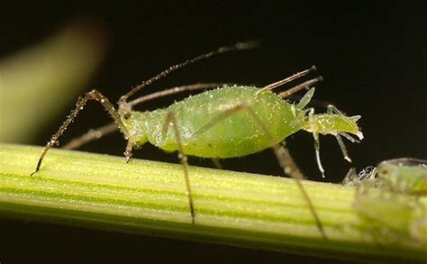 The aphid: the complex foe of all gardeners - The Johns Hopkins News-Letter