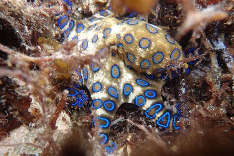 Venomous blue-ringed octopus spotted in Scarborough Harbour - ABC News