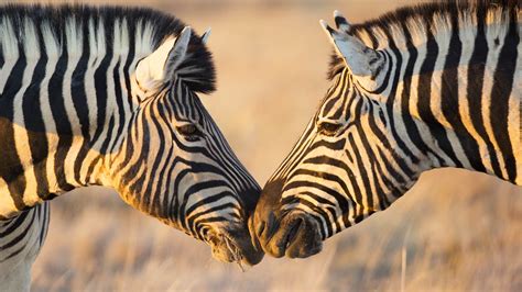 Zebras Greeting – Bing Wallpaper Download