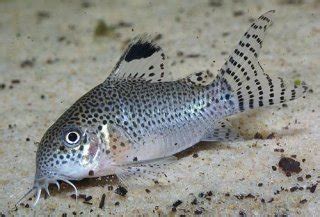 PlanetCatfish.com - Corydoras (lineage 9) punctatus (Callichthyidae) Cat-eLog