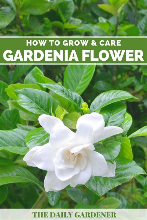 Gardenia Care, Gardenia Trees, Gardenia Bush, Gardenia Plant, White ...