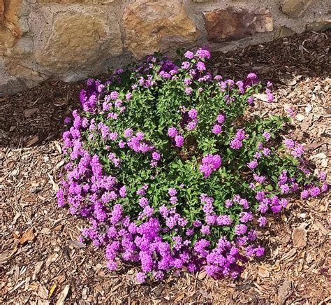 Buy lantana plants - lantana plants in Las Cruces guzmansgreenhouse.com