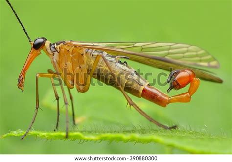 2,671 Scorpion Fly Images, Stock Photos, 3D objects, & Vectors ...