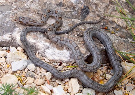 Gray Ratsnake | Snake Removal | Animal Pros