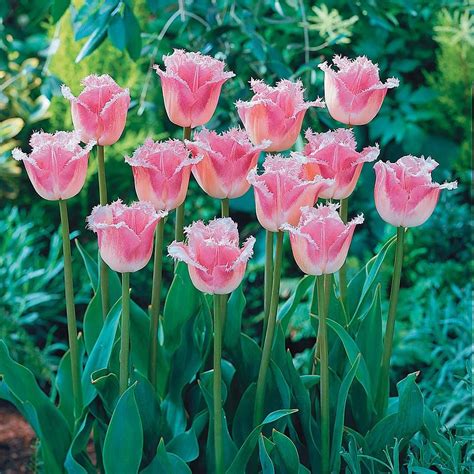 Tulip 'Pink Fountain' Magical pink blooms frosted with a pure white fringe. #tulips #growyourown ...