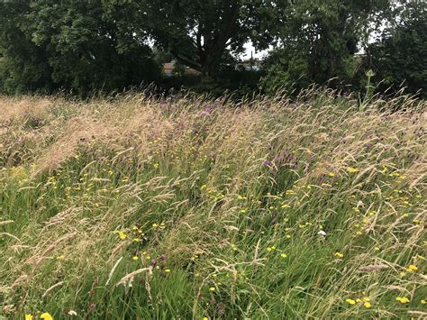 BFS 1 - Traditional Hay Meadow Wildflower Mix - Phoenix Amenity Supplies